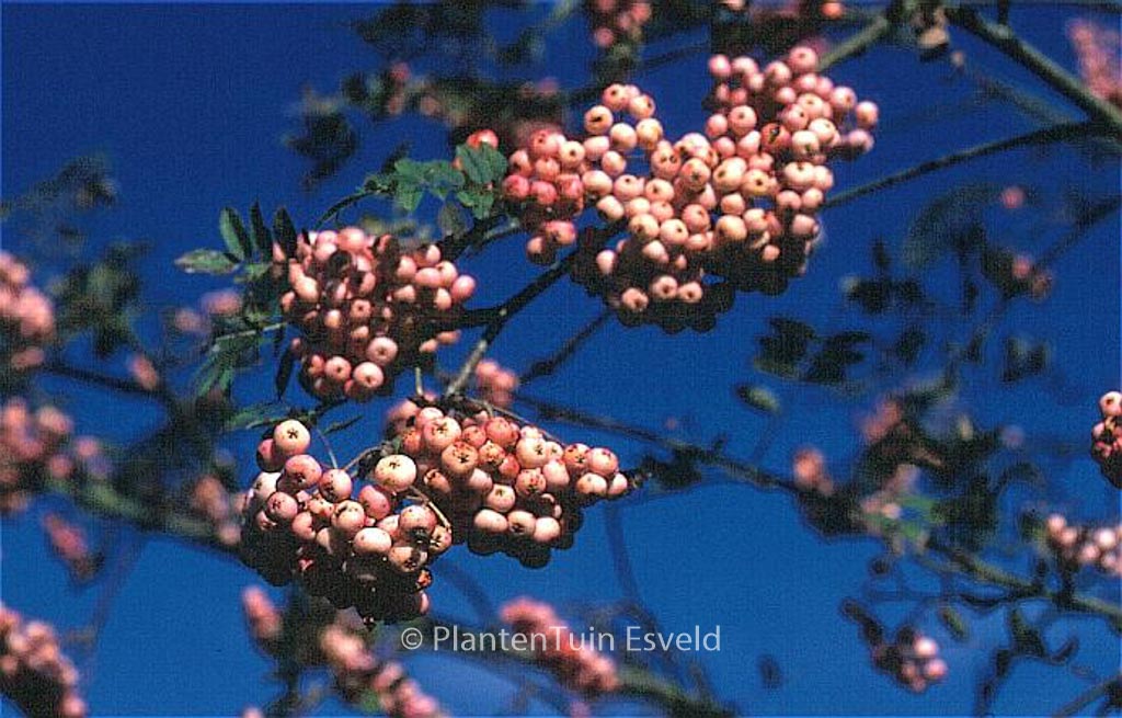 Sorbus arnoldiana ‚Kirsten Pink‘