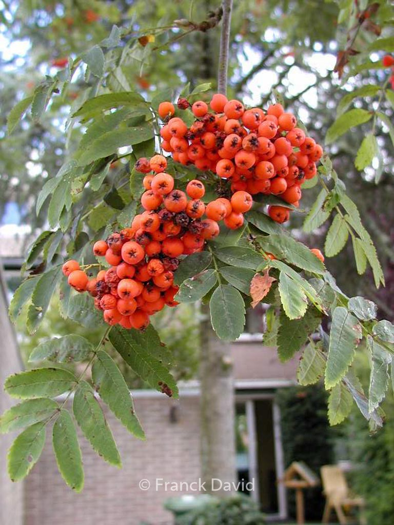 Sorbus arnoldiana ‚Schouten‘