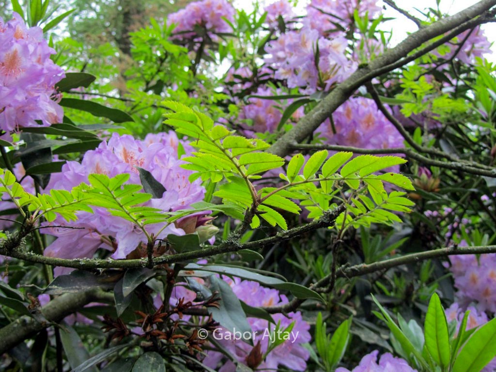 Sorbus aucuparia ‚Dirkenii‘