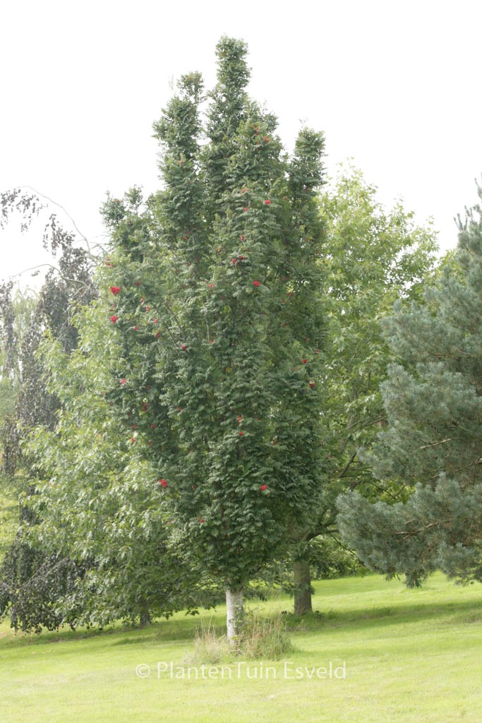 Sorbus aucuparia ‚Fastigiata‘