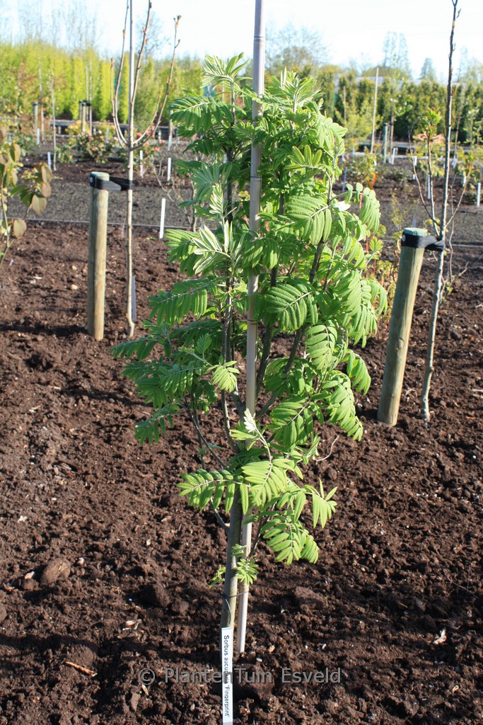 Sorbus aucuparia ‚Fingerprint‘