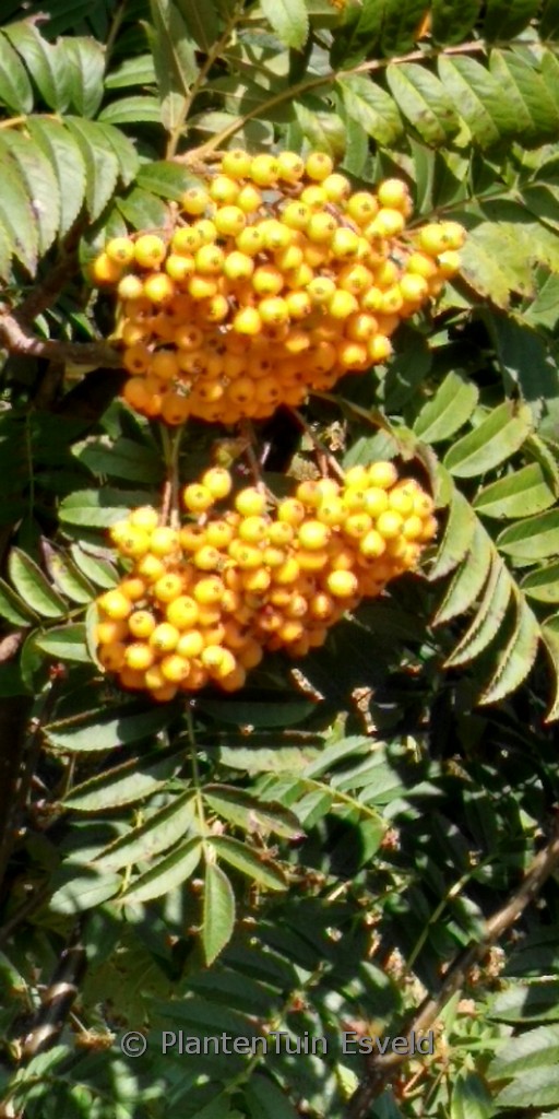 Sorbus aucuparia ‚Hilling’s Spire‘