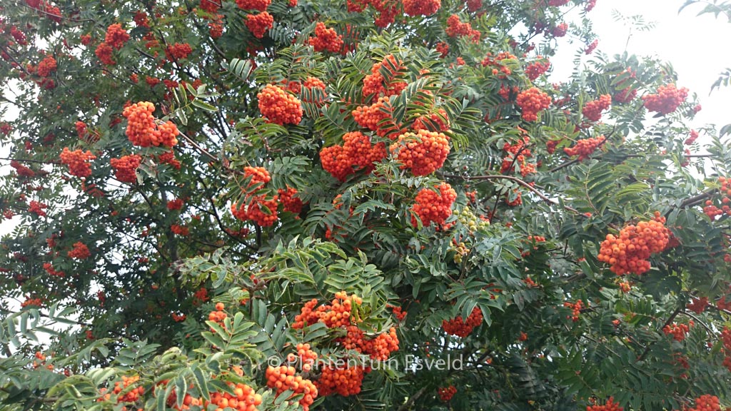 Sorbus aucuparia