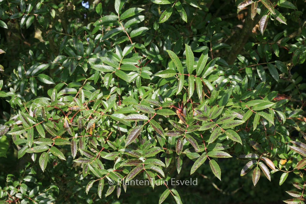 Sorbus commixta ‚Carmencita‘