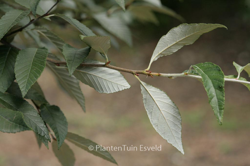 Sorbus folgneri ‚Emiel‘