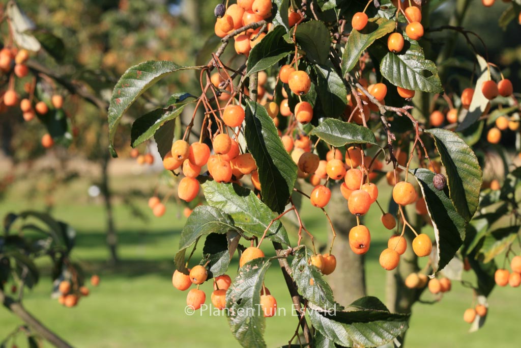Sorbus folgneri ‚Lemon Drop‘