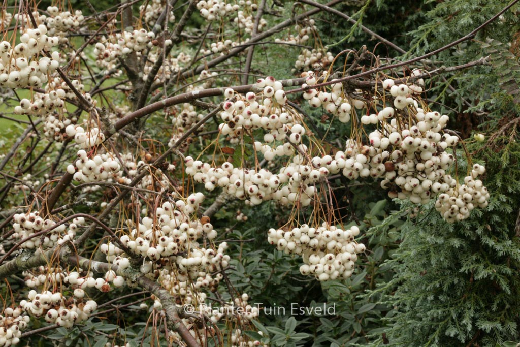 Sorbus frutescens