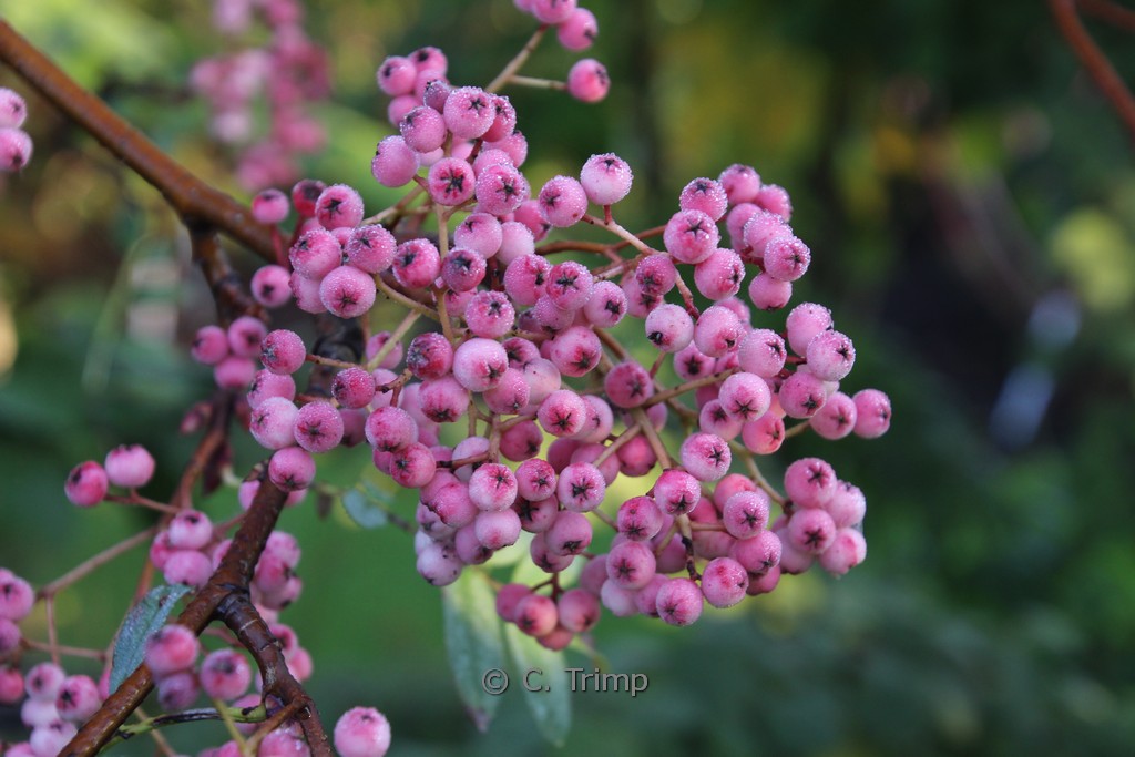 Sorbus pseudovilmorinii