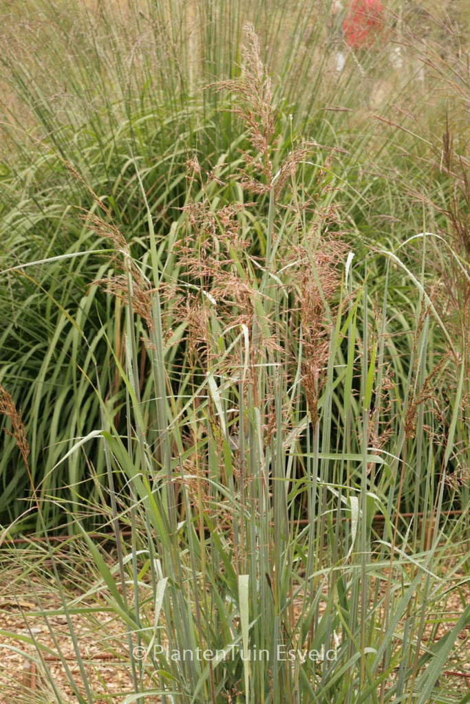 Sorghastrum nutans ‚Sioux Blue‘