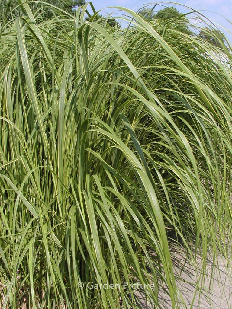 Spartina pectinata ‚Aureomarginata‘