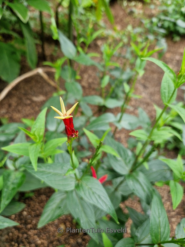 Spigelia marilandica ‚Little Redhead‘