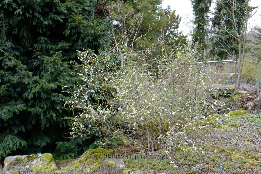 Spiraea arguta