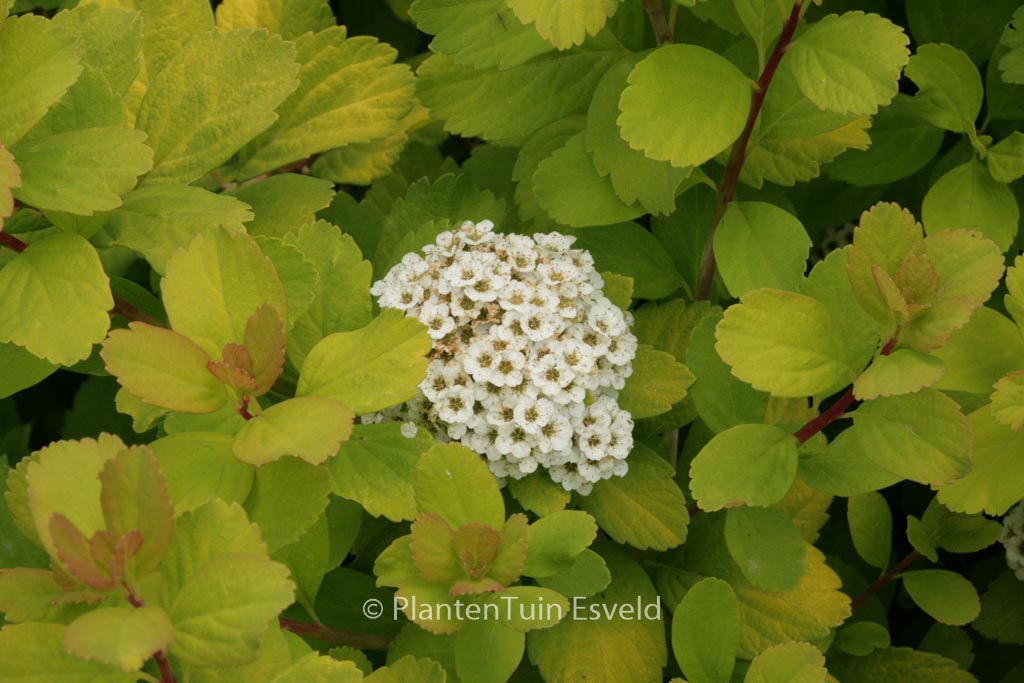 Spiraea betulifolia ‚Tor Gold‘