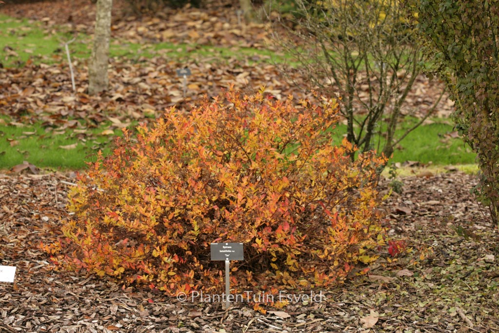 Spiraea betulifolia ‚Tor‘