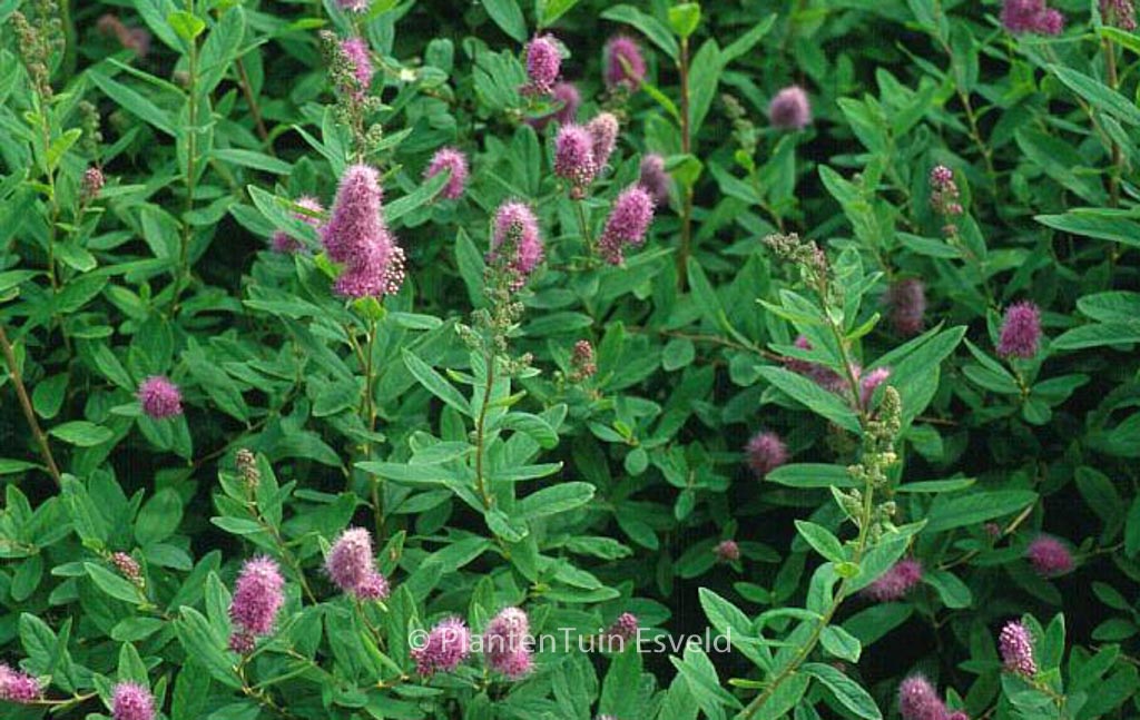 Spiraea billiardii ‚Triumphans‘