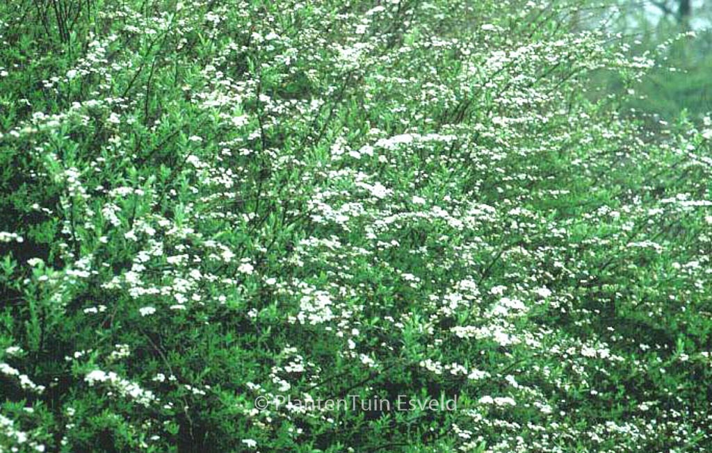 Spiraea cinerea ‚Grefsheim‘