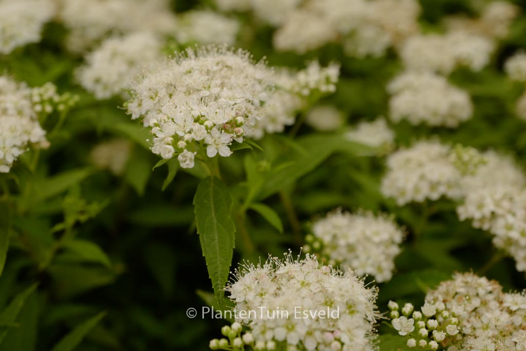 Spiraea japonica ‚Albiflora‘