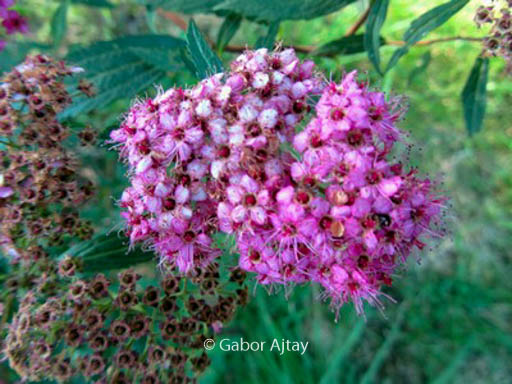 Spiraea japonica ‚Dart’s Red‘