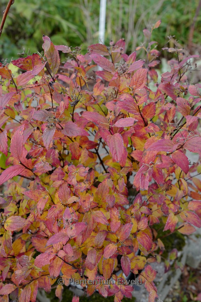 Spiraea japonica ‚Galen‘ (DOUBLE PLAY ARTISAN