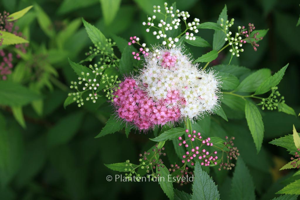Spiraea japonica ‚Genpei‘