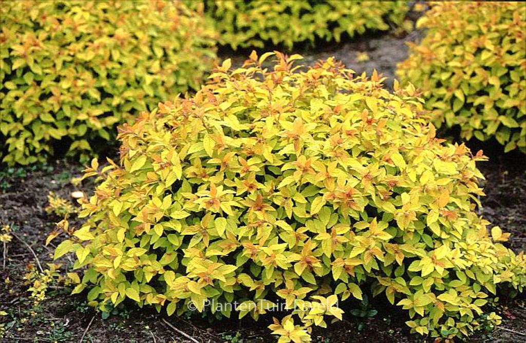Spiraea japonica ‚Goldflame‘