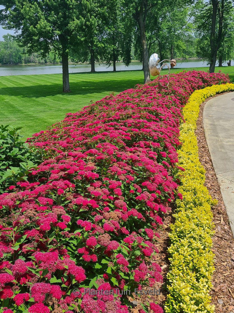 Spiraea japonica ‚NCSX2‘ (Double Play Doozie)