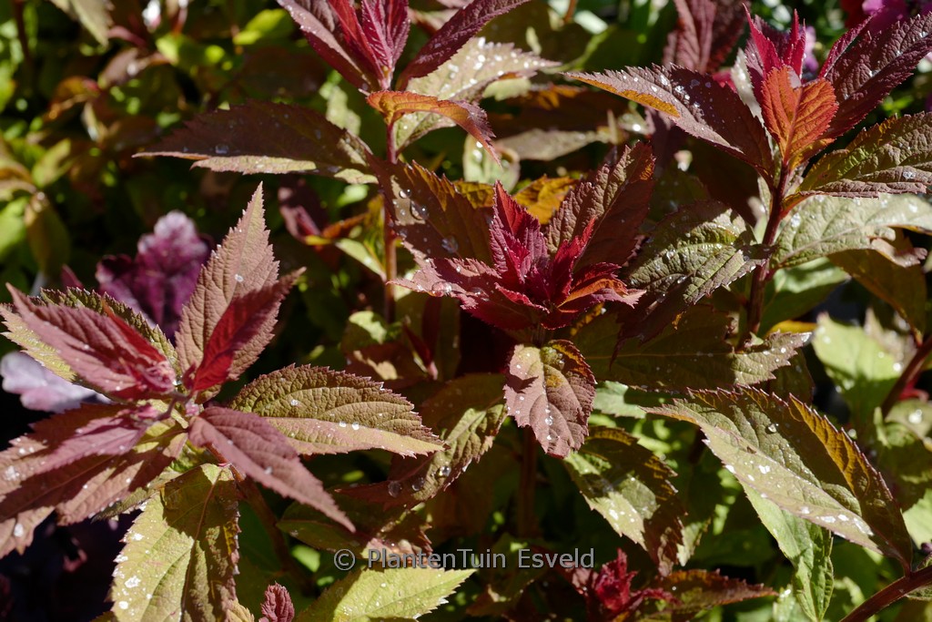 Spiraea japonica ‚SMNSJMFR‘ (Double Play Red)