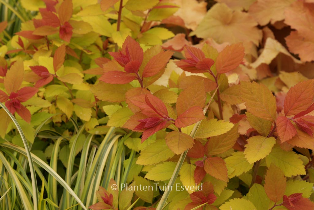 Spiraea japonica ‚Tracy‘ (DOUBLE PLAY BIG BAN