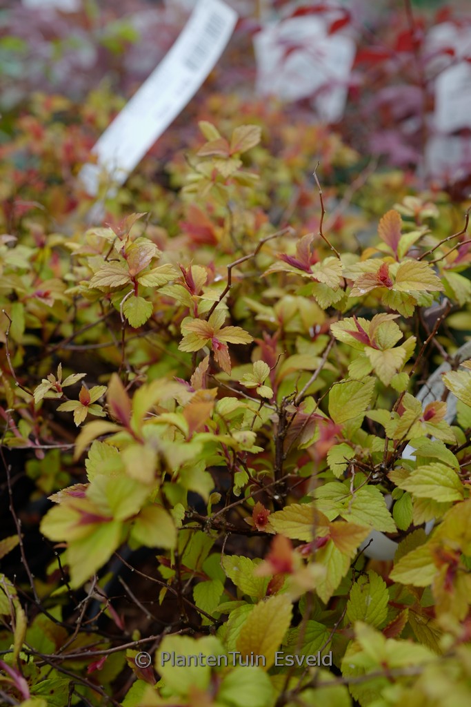 Spiraea japonica ‚Walbuma‘ (MAGIC CARPET)