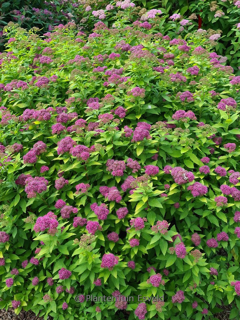 Spiraea japonica ‚Yan‘ (DOUBLE PLAY GOLD)