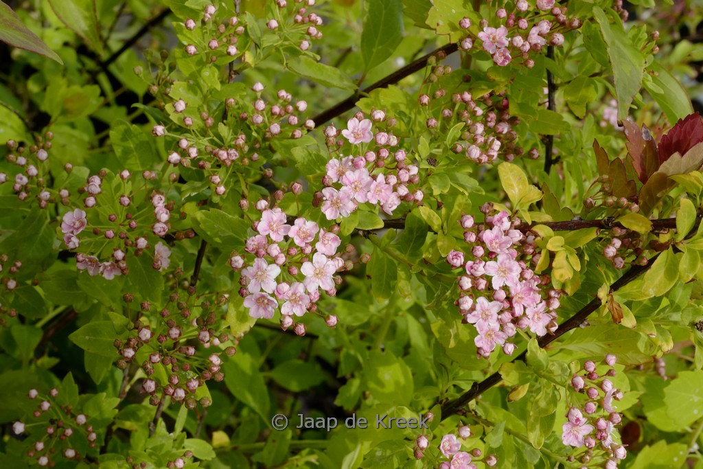 Spiraea nipponica ‚Inez‘