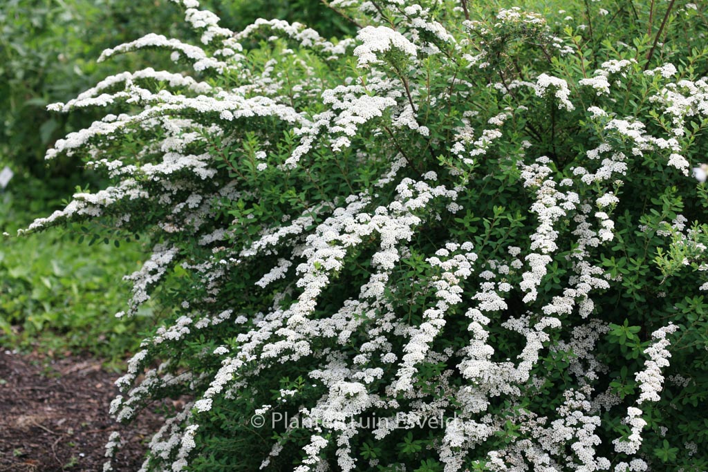 Spiraea nipponica ‚Snowmound‘