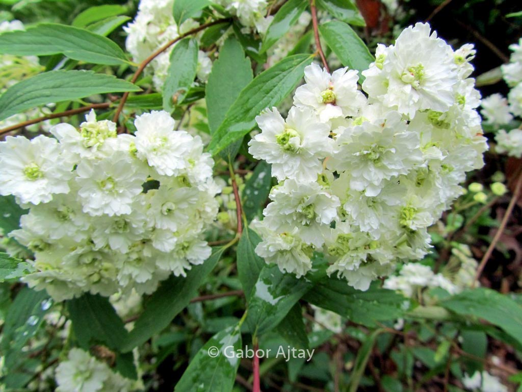 Spiraea prunifolia ‚Plena‘