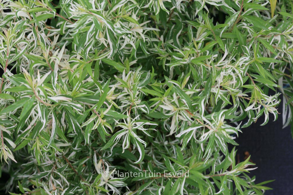 Spiraea thunbergii ‚Mount Fuji‘