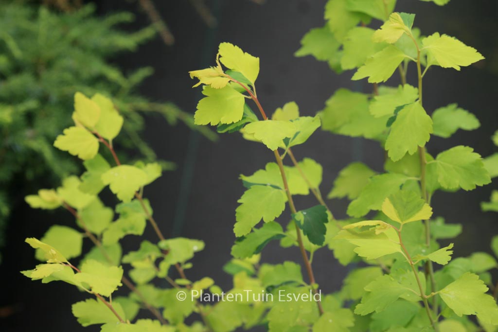 Spiraea vanhouttei ‚Gold Fountain‘