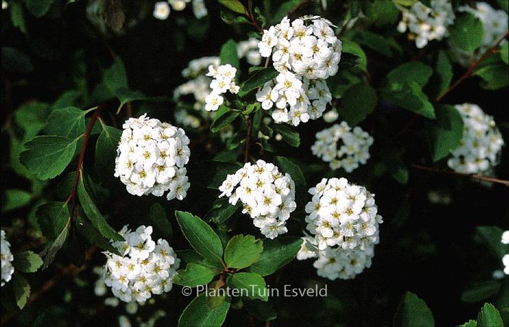 Spiraea vanhouttei