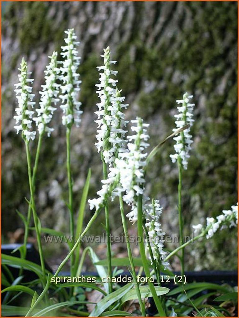 Spiranthes ‚Chadd’s Ford‘