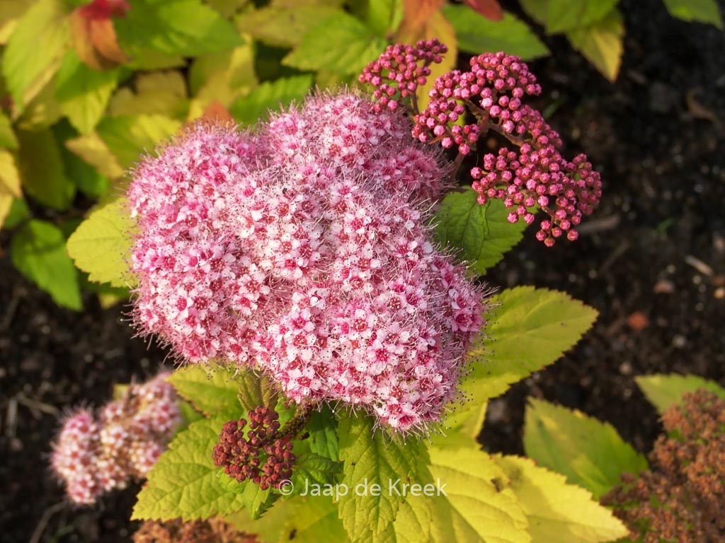 Spirea media ‚SMSMBK‘ (DOUBLE PLAY BLUE KAZOO)