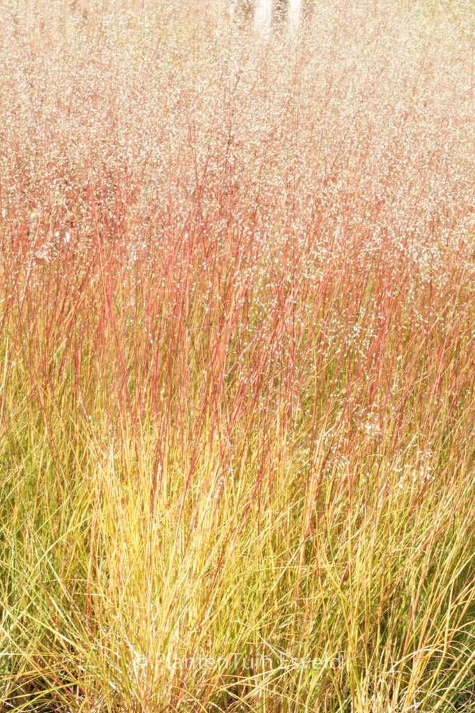 Sporobolus heterolepis ‚Cloud‘
