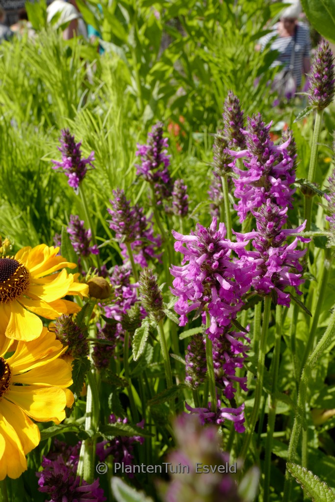 Stachys ‚Summer Romance‘