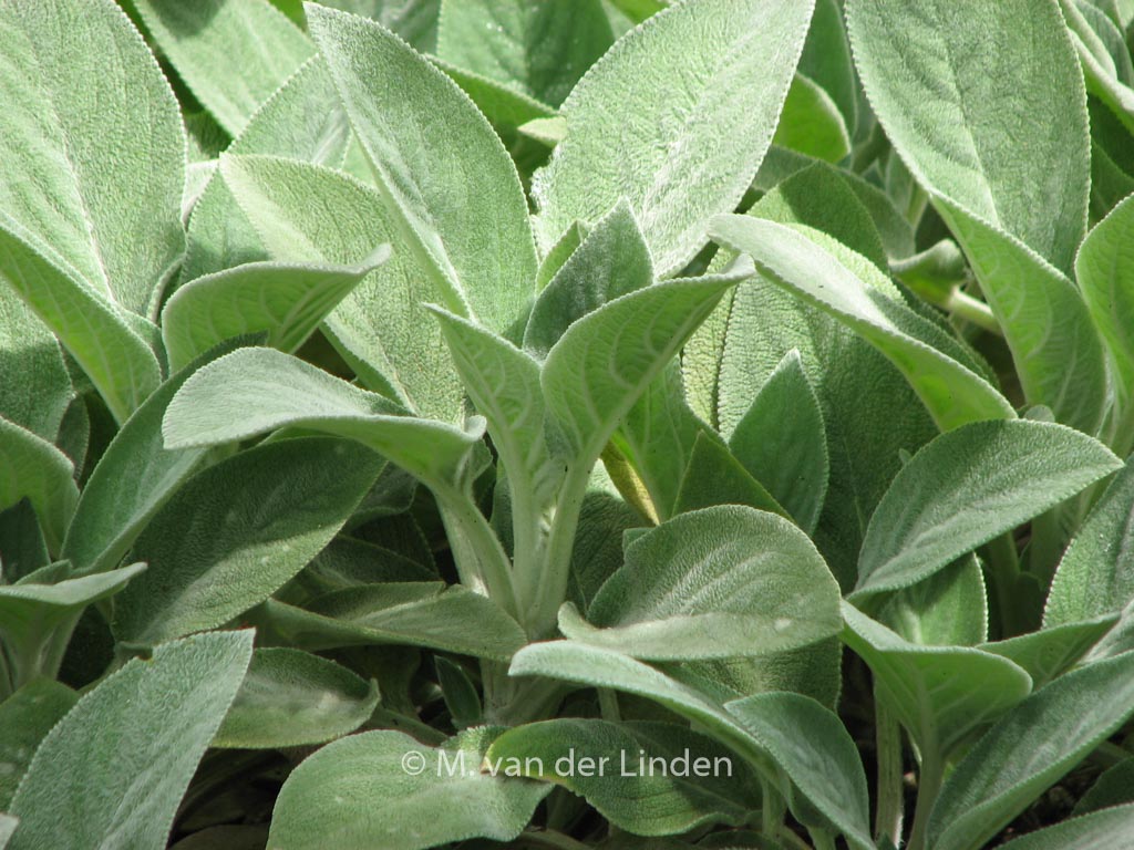Stachys byzantina ‚Big Ears‘