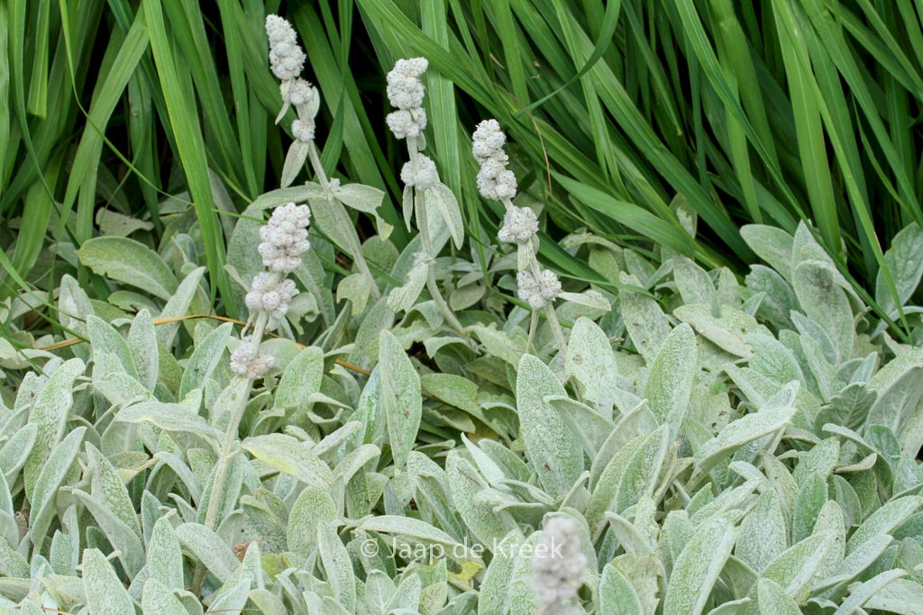 Stachys byzantina ‚Cotton Boll‘