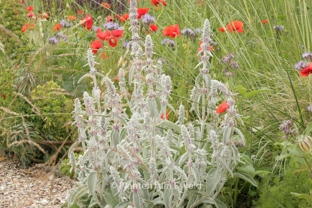 Stachys byzantina ‚Silver Carpet‘