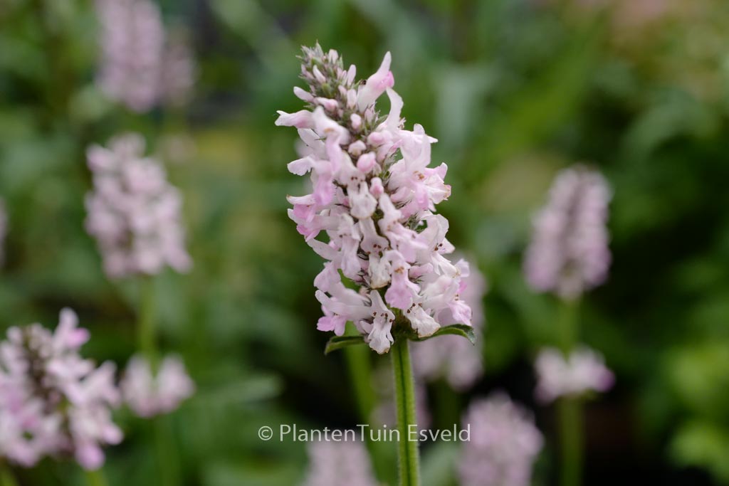 Stachys officinalis ‚Pinky‘