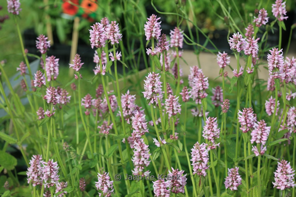 Stachys officinalis ‚Rosea‘