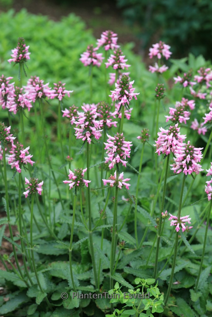 Stachys officinalis ‚Saharan Pink‘