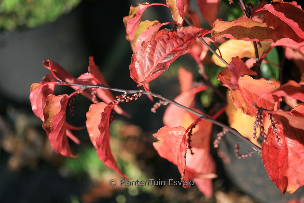 Stachyurus chinensis ‚Celina‘