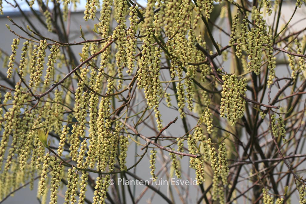 Stachyurus praecox ‚Petra‘