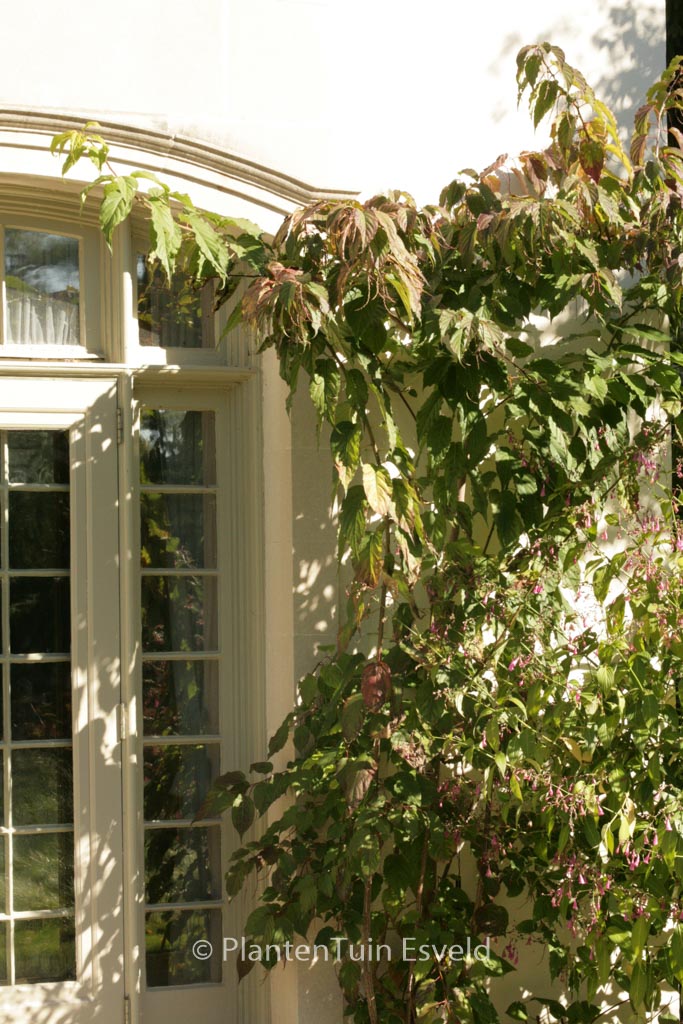 Stachyurus praecox ‚Rubriflora‘