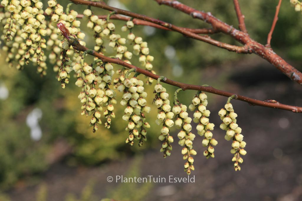 Stachyurus praecox